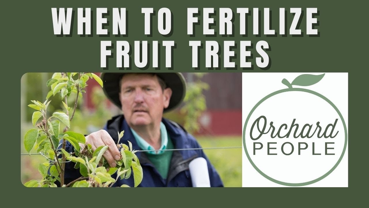 When to FERTILIZE APPLE TREES 🍎 🍐 🍑  and Other Fruit Trees