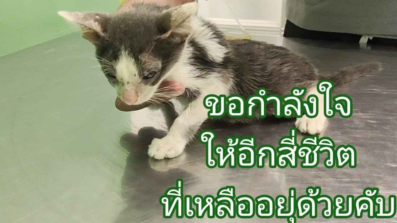 ชีวิตที่เหลืออยุ่สู้กันไป✌️#ชีวิตแมวจร#โรคลิวคีเมียติดตัวมา