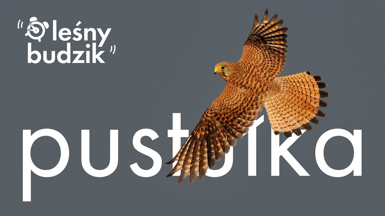Leśny budzik - Pustułka