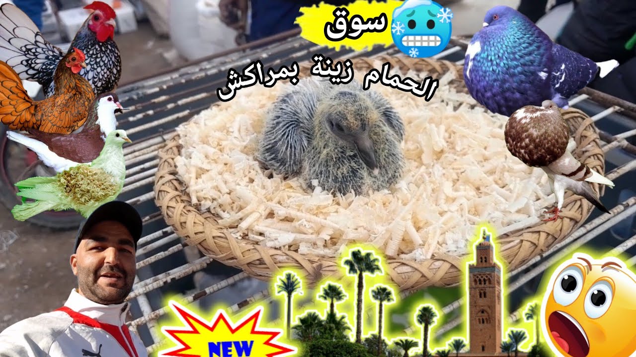 سوق الحمام😱زينه أجيو تولعوع وتعرف على اتمينة أنواع جميع حمام زينه ودجاج زينه في سيدي يوسف بن علي🕊🐓
