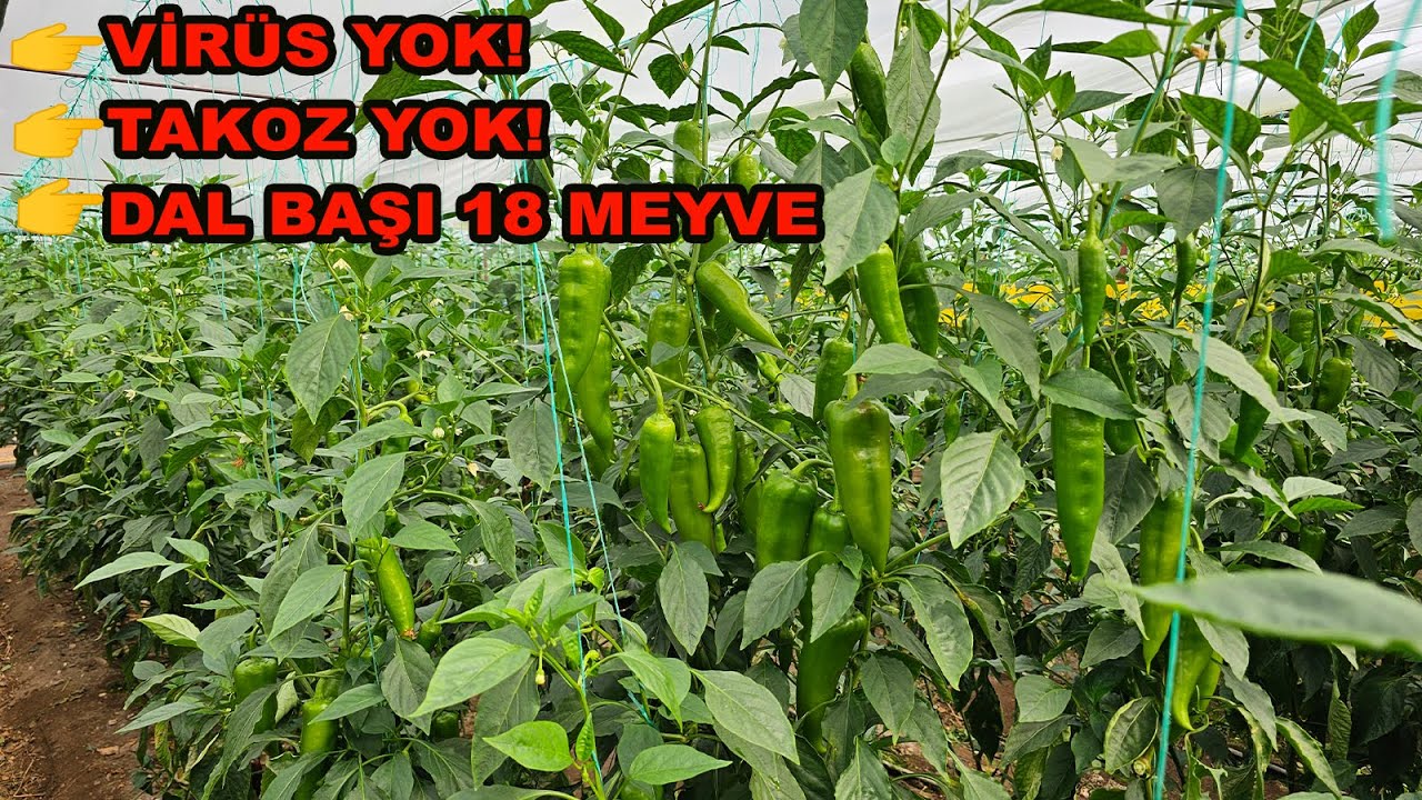 BİBERDE YİNE REKOR KIRDIK!