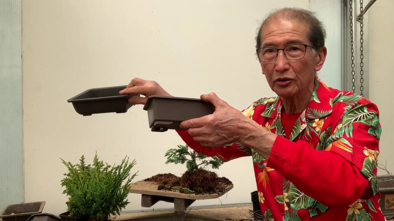 Creating Bonsai from Starter Conifers Hinoki Cypress, Blawws Juniper & Cryptomeria