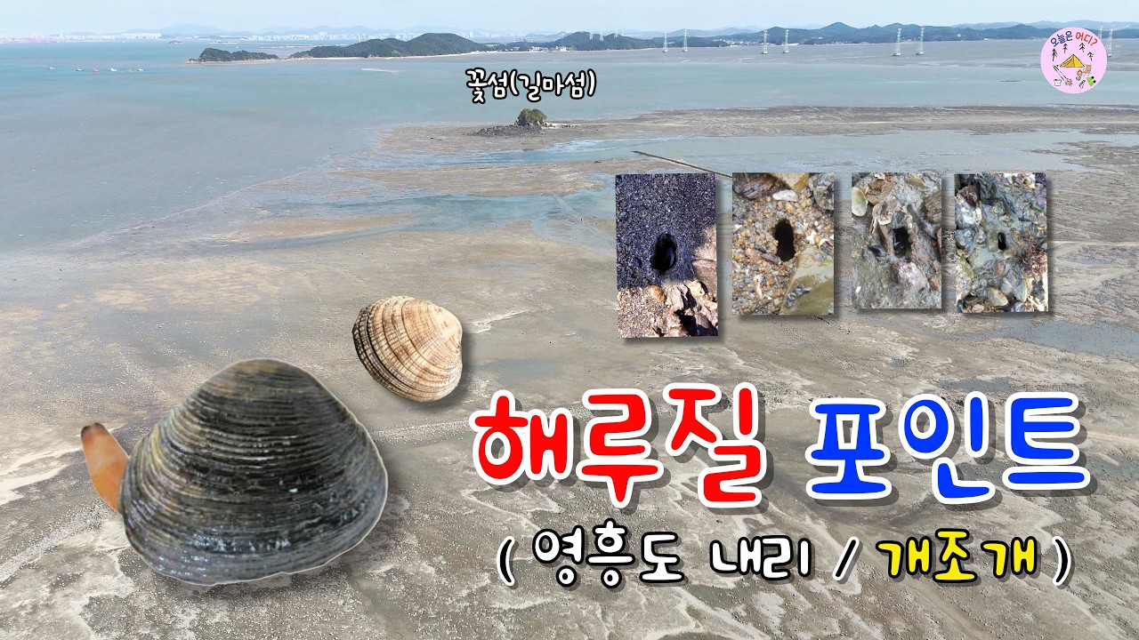 영흥도 내리 개조개 포인트 #영흥도 #개조개 #해루질