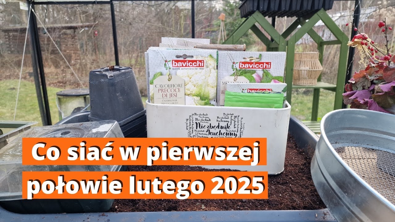Co sieję do połowy lutego 2025? Chłodnolubne i ciepłolubne warzywa. Co siać, a z czym czekać?