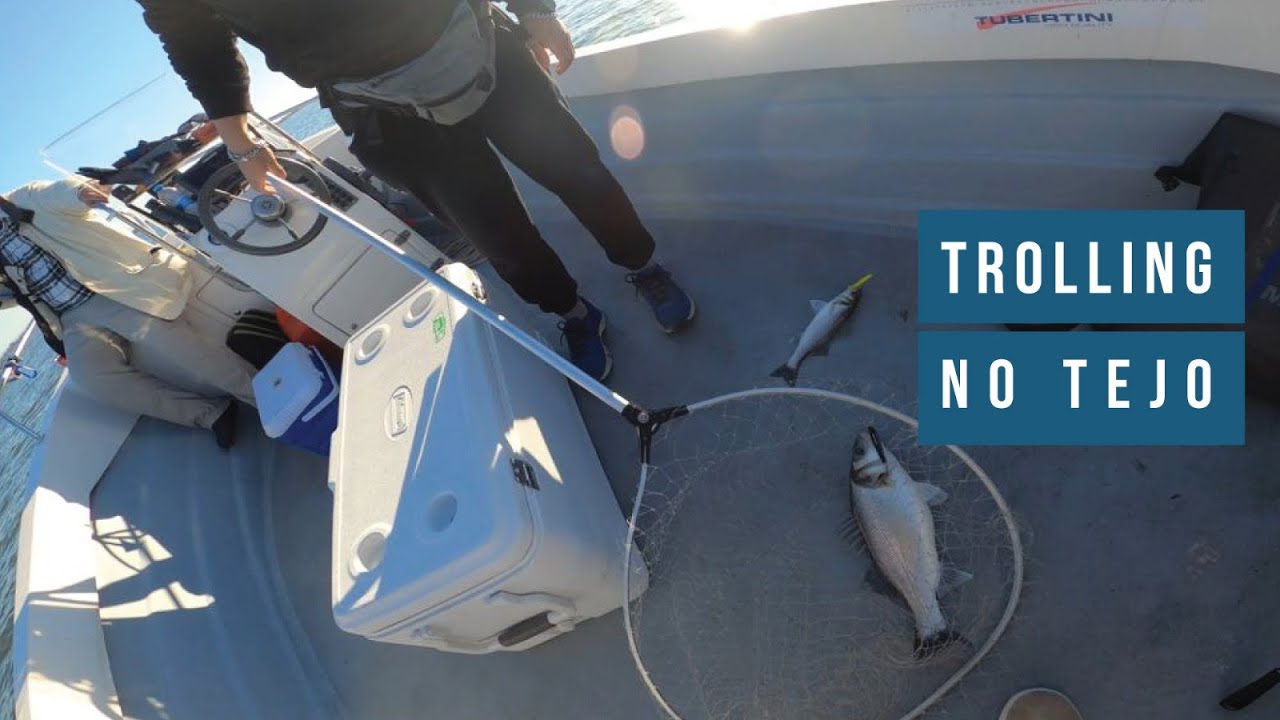 Trolling no rio Tejo aos robalos