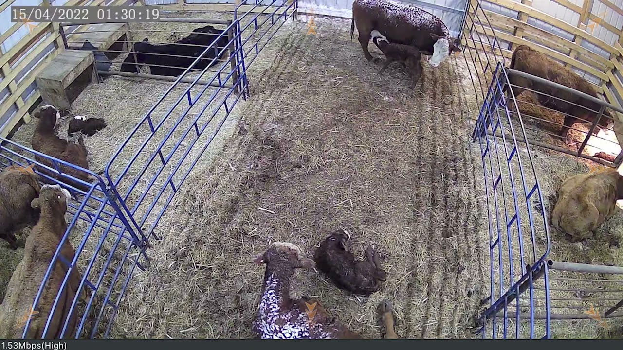 May: Calving Cameras in the Barn and Yard