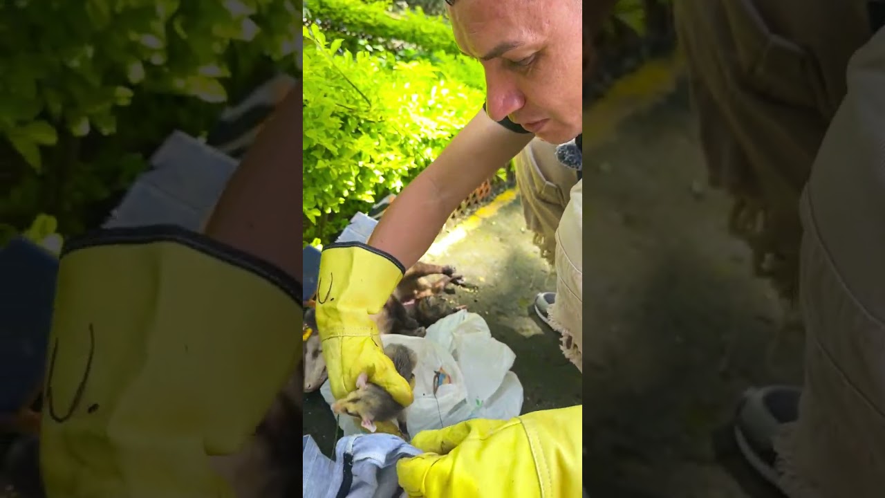 Mamá Zarigüeya Y Sus Bebés Caen De Una Palma
