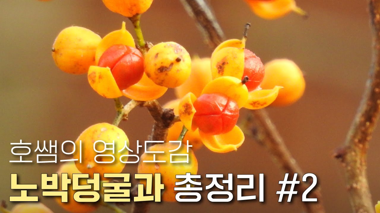 EP.135 | 노박덩굴과 친구들 모음 #2편 | 푼지나무 미역줄나무 | 노박덩굴 이름 유래