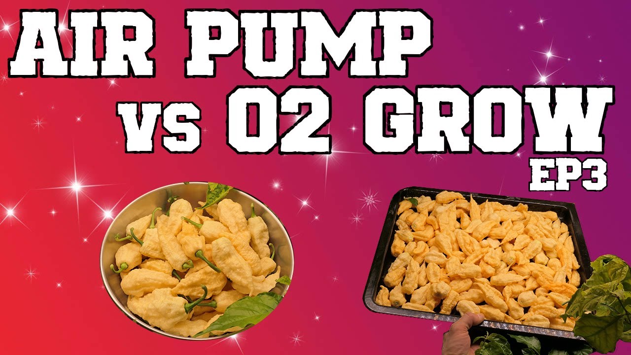 Air Pump vs O2 Grow | Ep.3 - Bloom | Mars Hydro TSL2000
