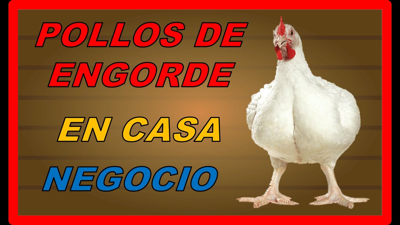 COMO CRIAR POLLOS DE ENGORDE EN CASA PARA NEGOCIO