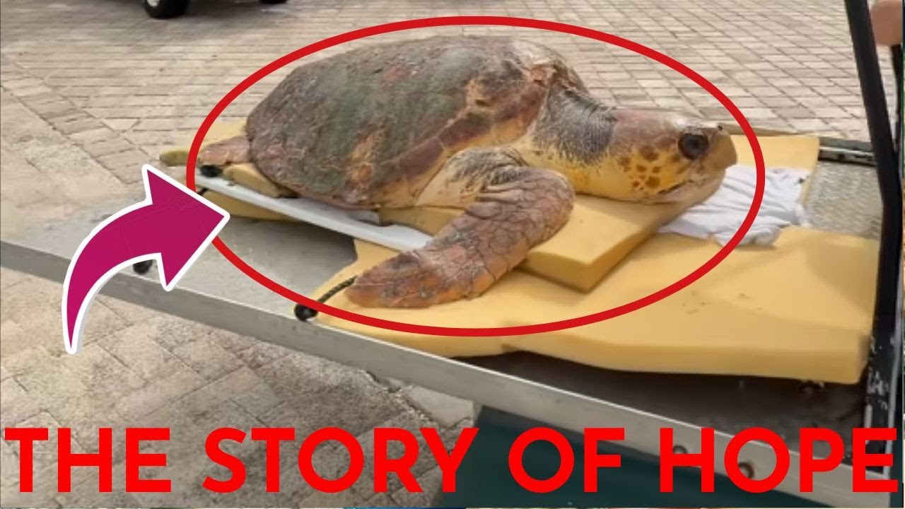 🐢 Healing Beneath the Surface Harlow's Journey and the Miracle of Sea Turtle Recovery #HealingHarlow