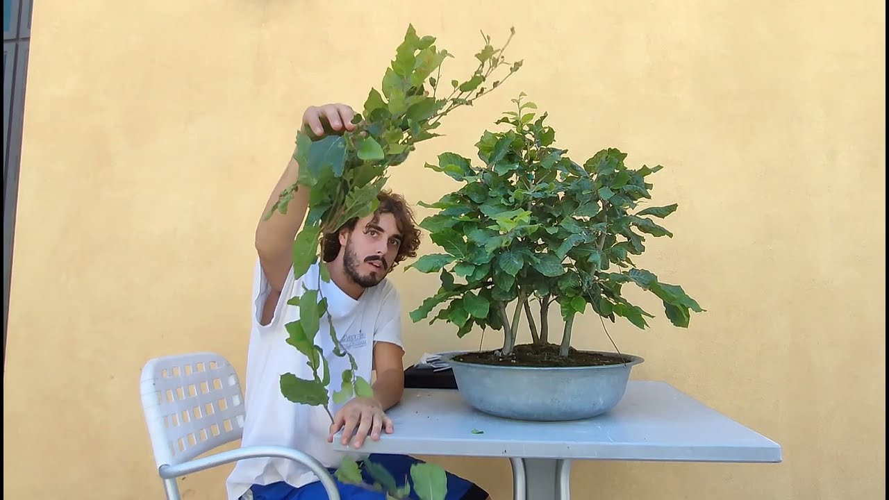 Bonsai potatura di bilanciamento boschetto di Faggi