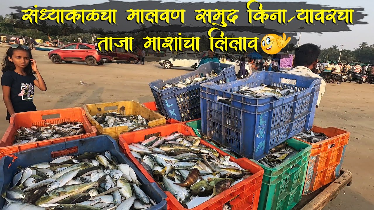 संध्याकाळचा मालवण समुद्र किनार्यावरचा ताजा माशांचा लिलाव🦐🐟😍 #malvanfishmarket  #malvan #fishmarket