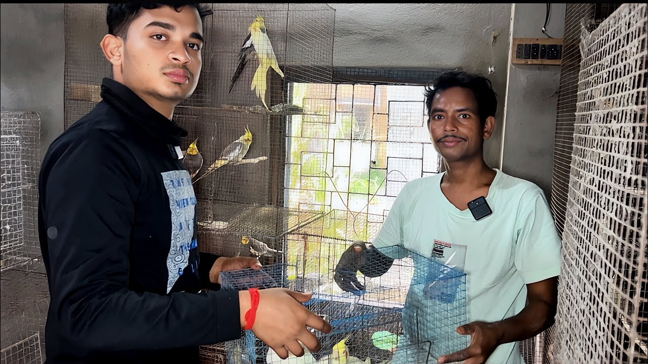 একজোড়া ককটেল পাখির জন্য ৩২ কিলোমিটার পথ পাড়ি! অবিশ্বাস্য এই ভালোবাসা। 😱🕊️