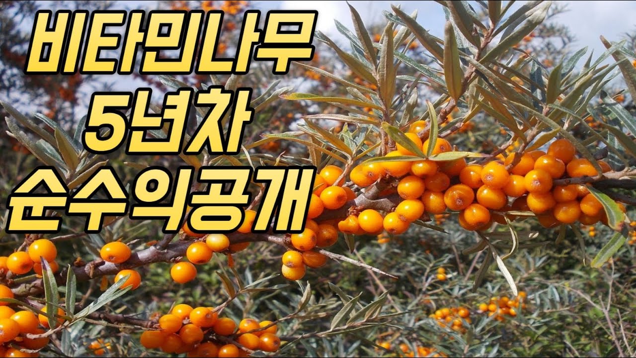 비타민나무 3가지를 모르면 심지 마세요! (feat. 수확부터 판매까지)