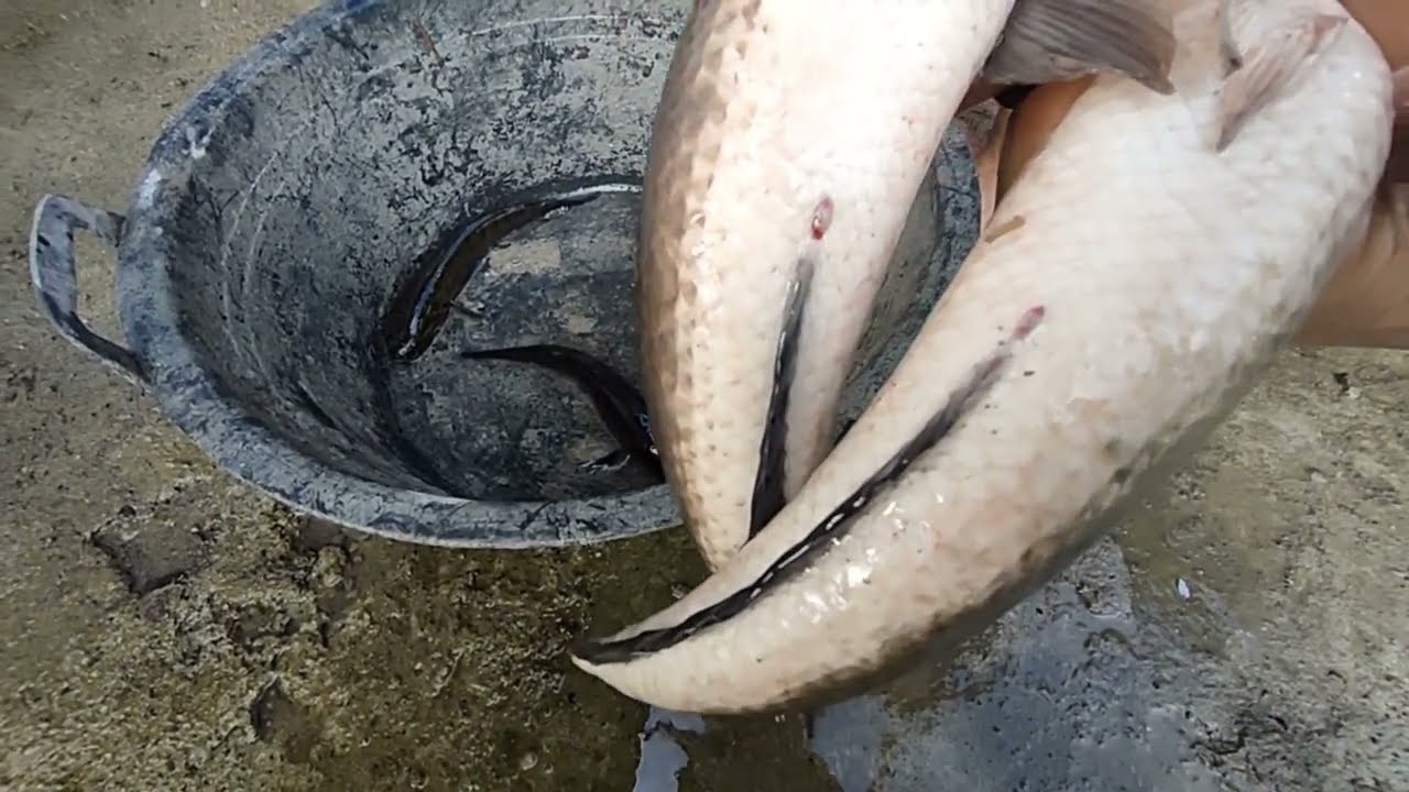 cara awal menjodohkan indukan ikan gabus liar