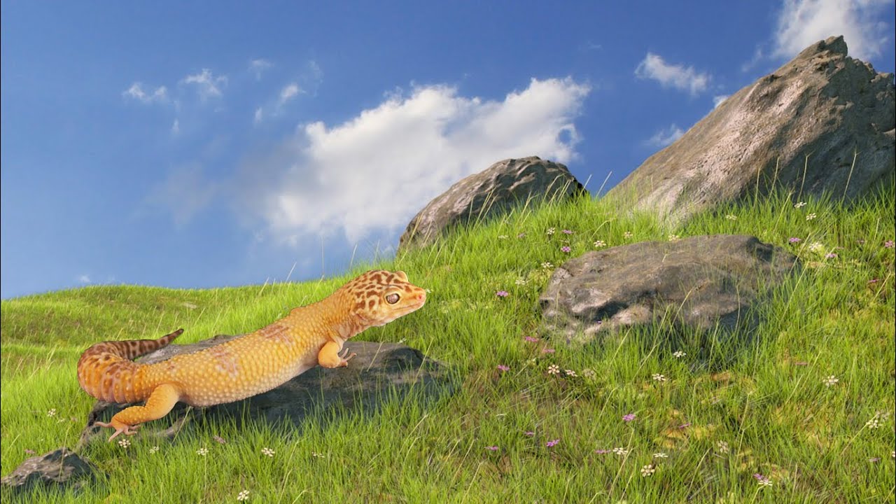 Handling A Leopard Gecko - When? Where? How Long?  | FAQ FRIDAYS