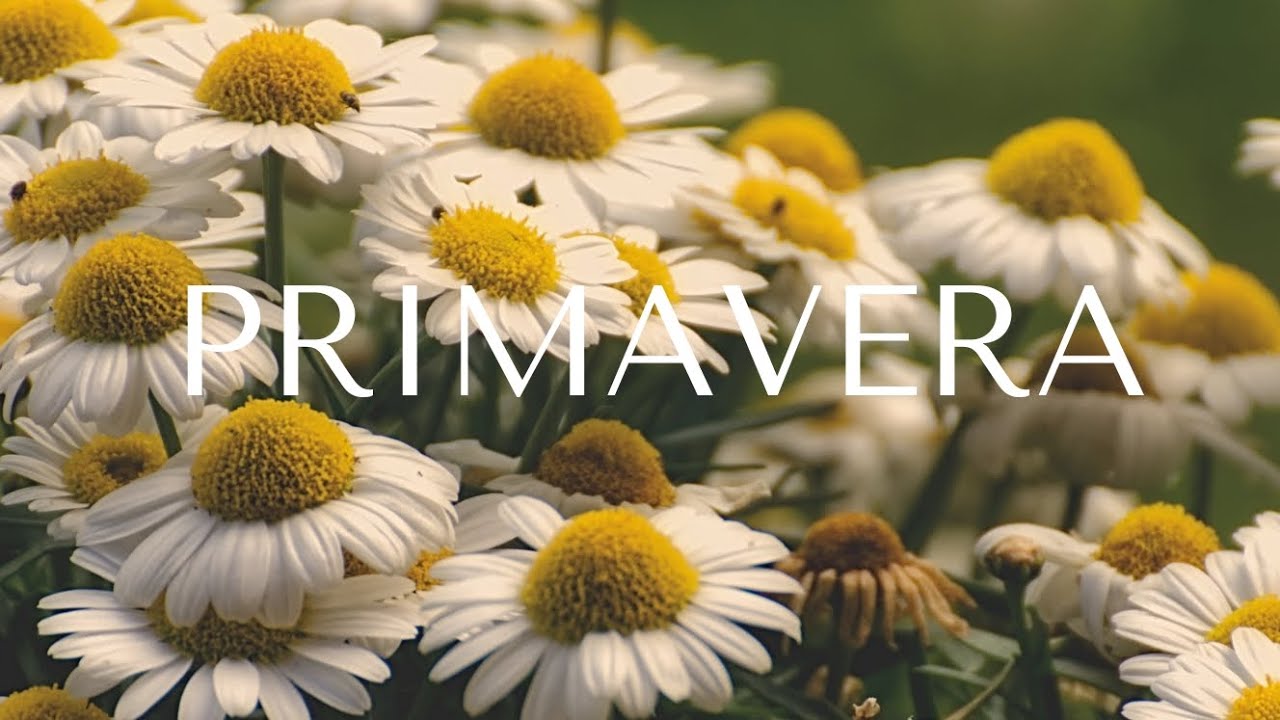 Primavera - (N4 & ASMusic)&bull;technosongs&bull;