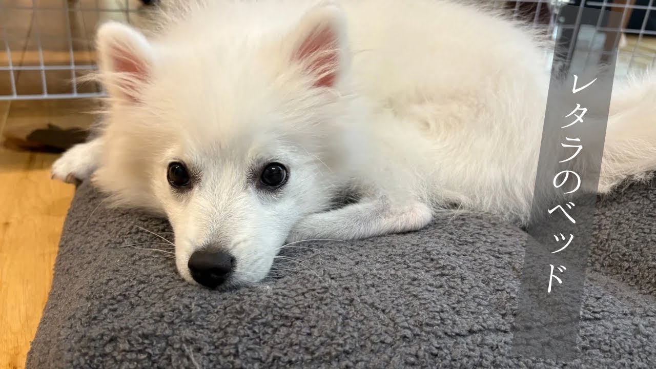 初めての自分専用ベッドを堪能する子犬