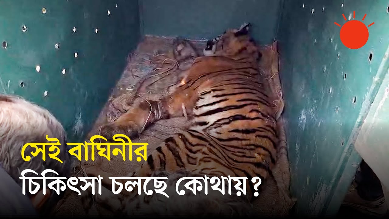 উদ্ধার হওয়া সেই বাঘিনীর চিকিৎসা চলছে, আছে নিবিড় পর্যবেক্ষণে | Sundarbans Tigress Rescue Update