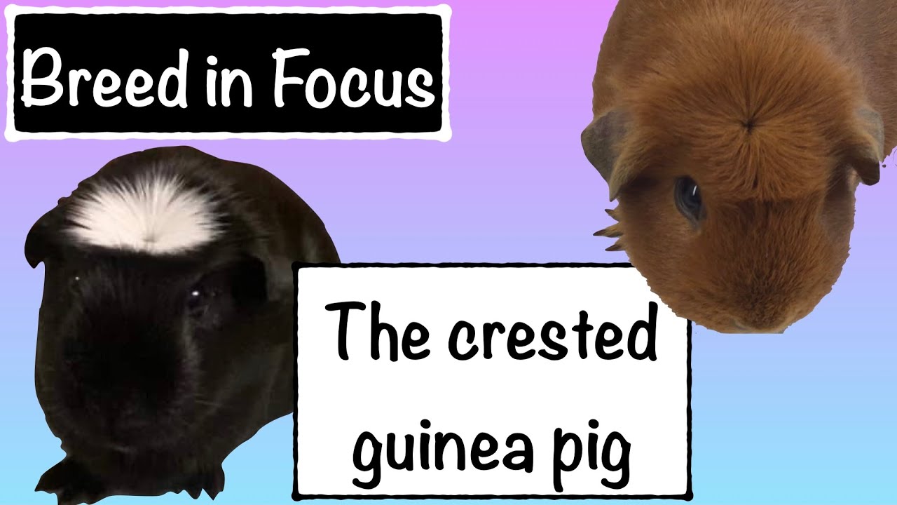 Guinea pig Breed in Focus : Crested Cavies - The complete guide