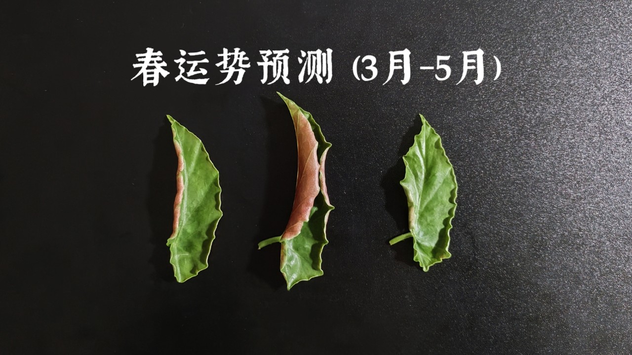 【徒步者塔羅】春季運勢預測（3月-5月）