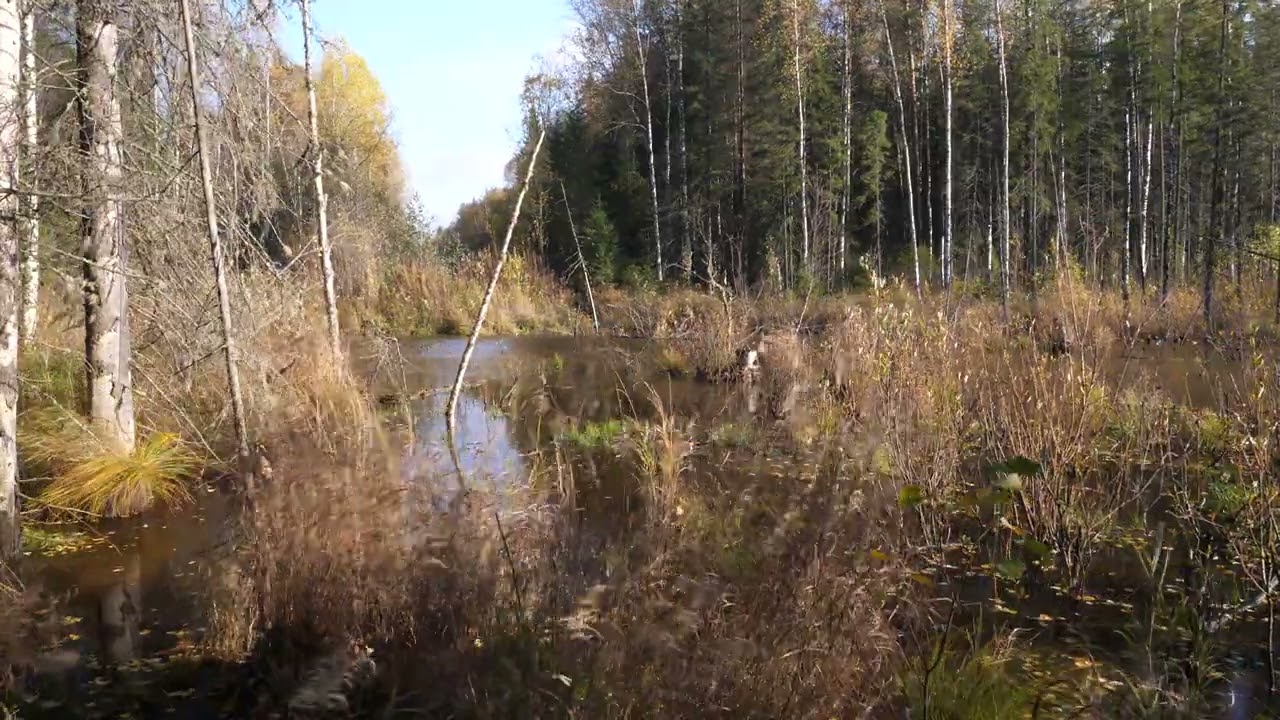 Minimics Basic Demo Forest Autumn Wind