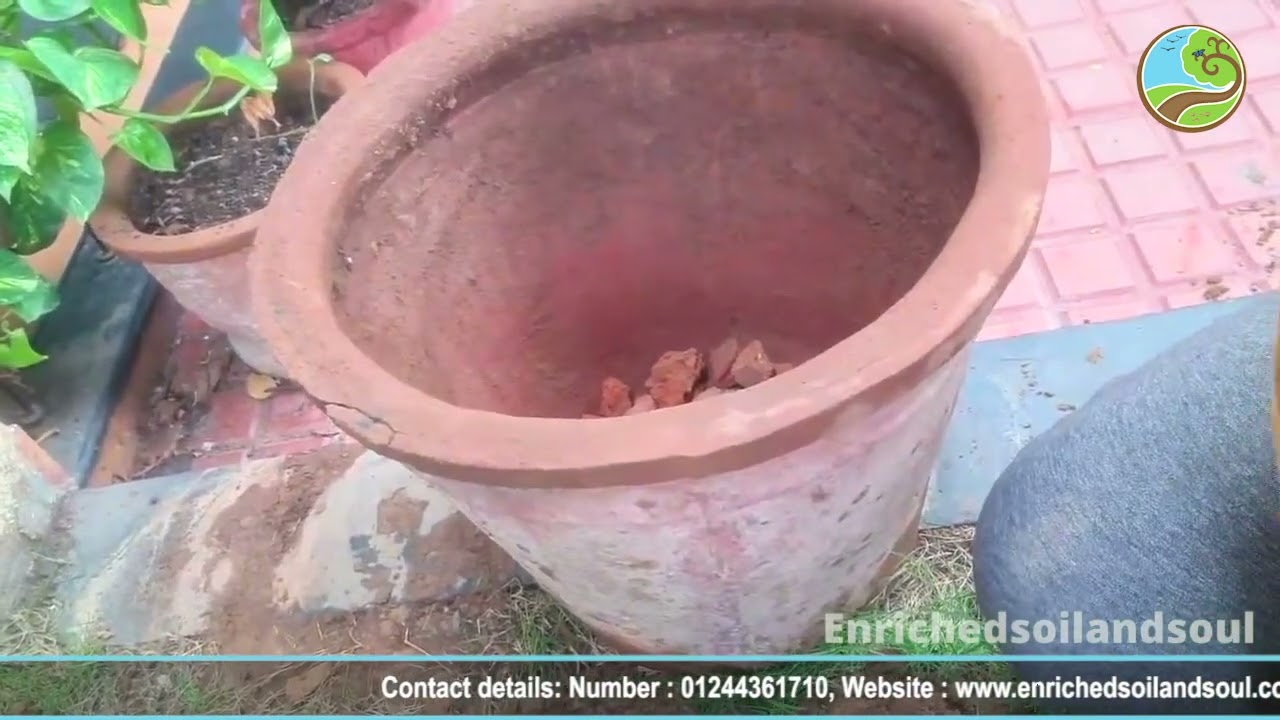 How to Repot a plant? पौधे की रिपोटिंग कैसे करे?