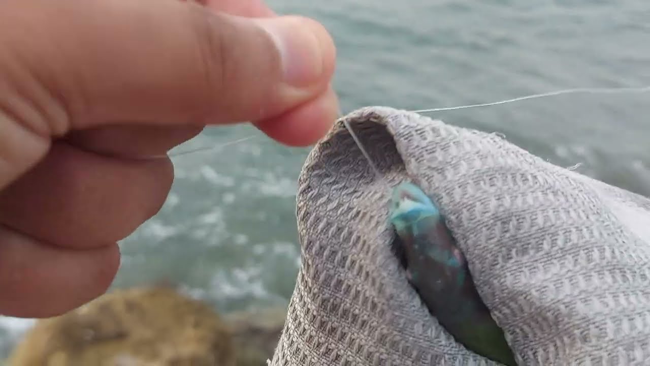 Şamandıralı Takımla Sargoz, Karagöz Avına Devam - Sokarlar Yine Bırakmadı