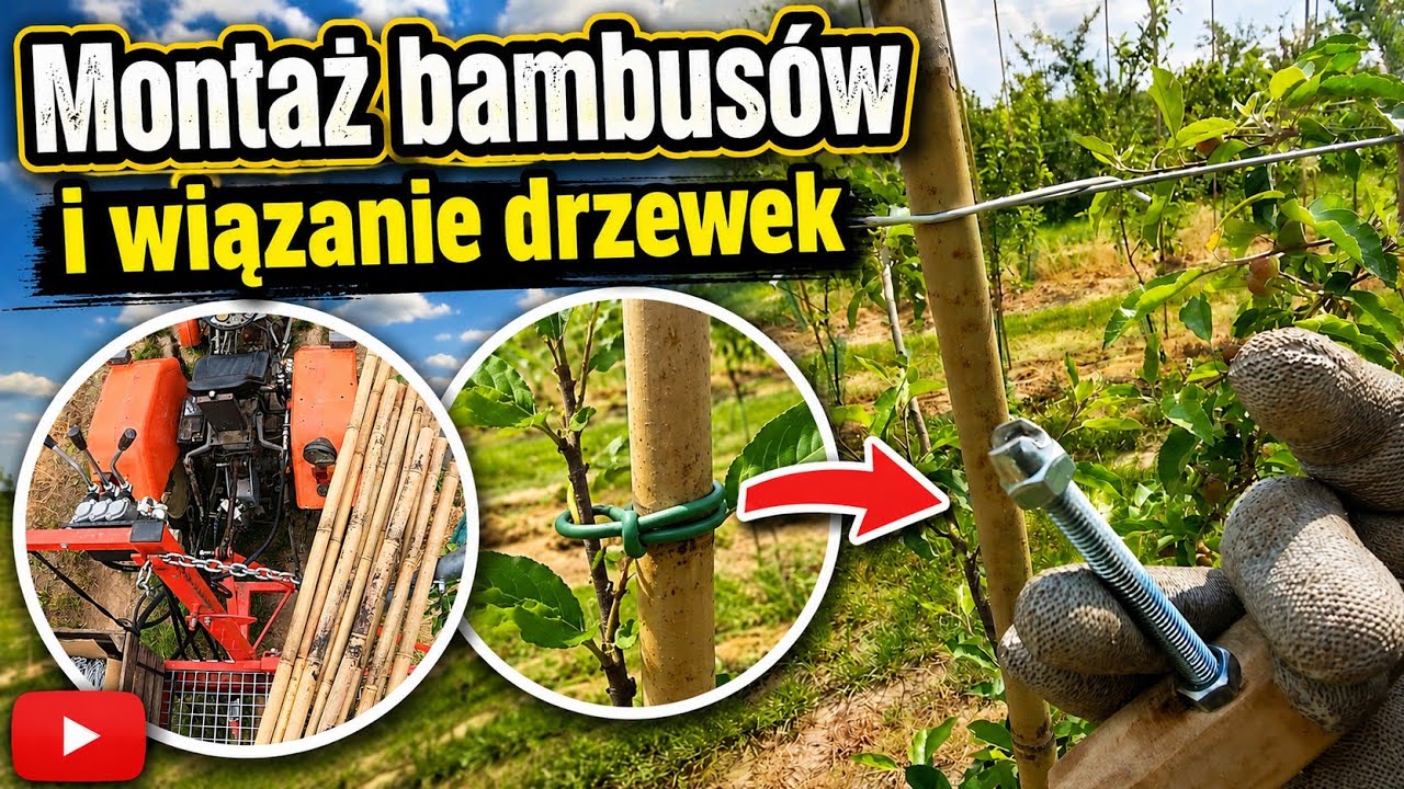 Z Sadu 07-06-2026 Montaż bambus&oacute;w w młodym sadzie krok po kroku | Stebofix z oczkiem czy bez?