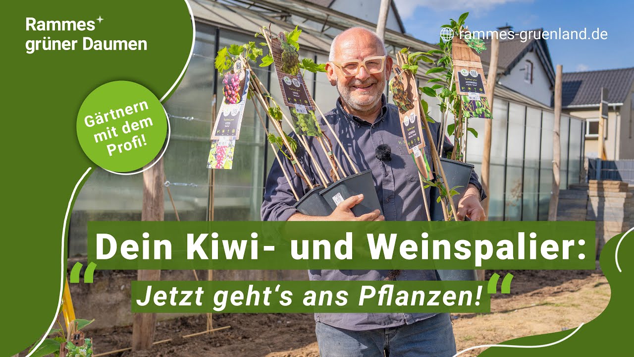 Dein Kiwi- und Weinspalier: Jetzt geht’s ans Pflanzen!
