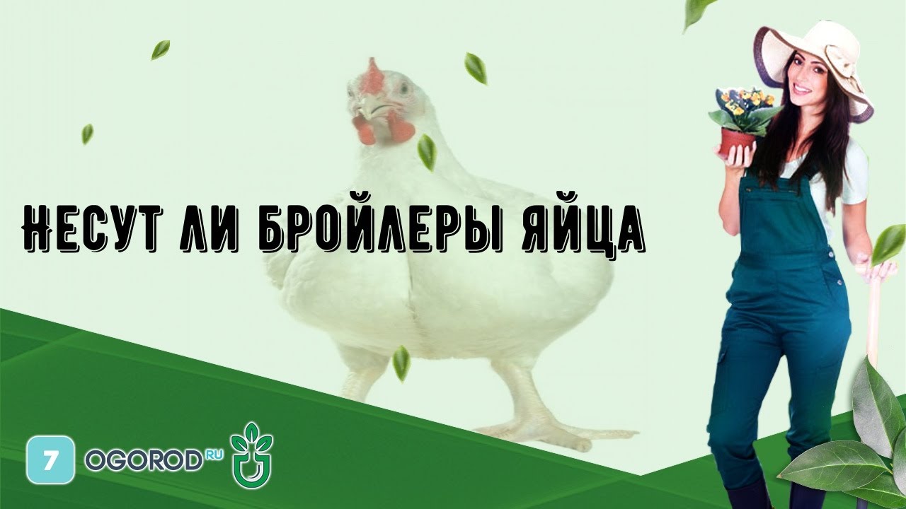 Несут ли бройлеры яйца