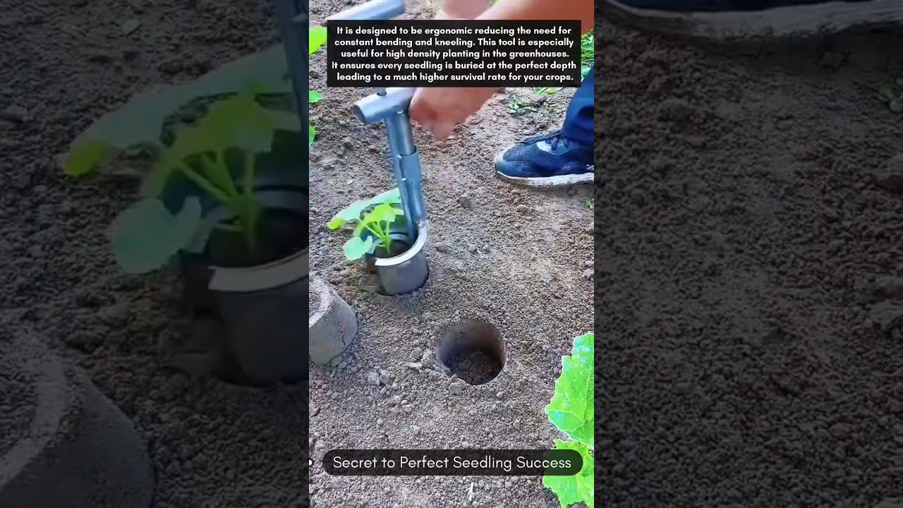 Secret to Perfect Seedling Success🎋