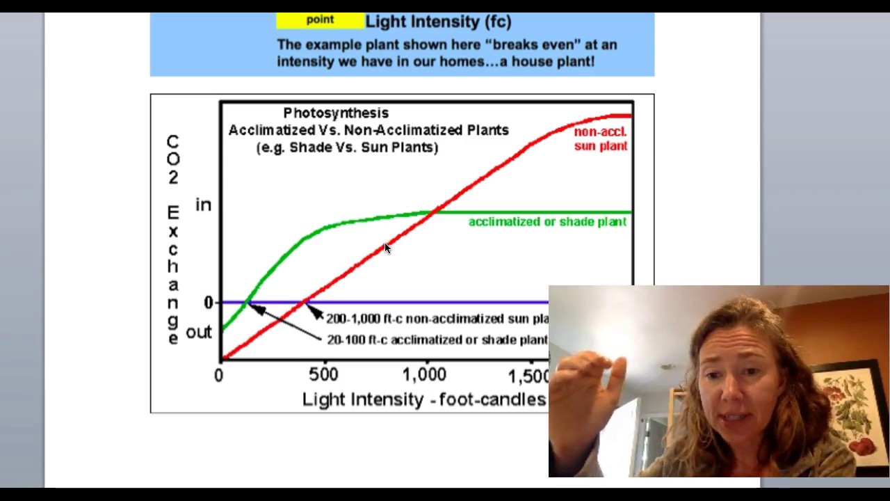 Light Intensity and Photosynthesis: Photocompensation and light saturation [Horticulture 101 Series]