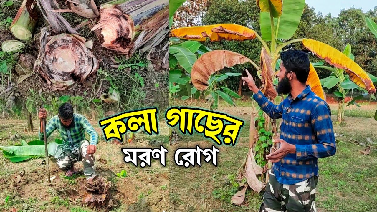 কলা গাছের পানামা রোগের চিকিৎসা | কলা চাষ পদ্ধতি | কলা গাছের পরিচর্যা