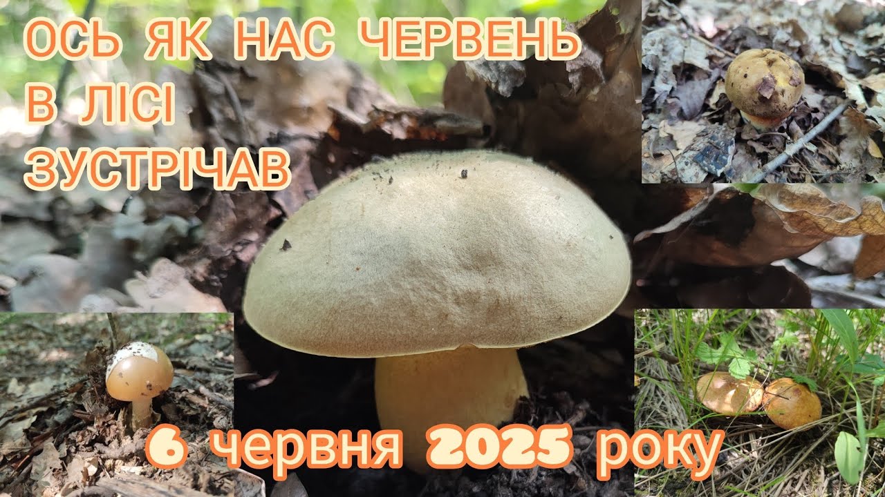 🤯Як це можливо❓Спека, посуха і диво-знахідки☀️❗ 6 червня 2025 року