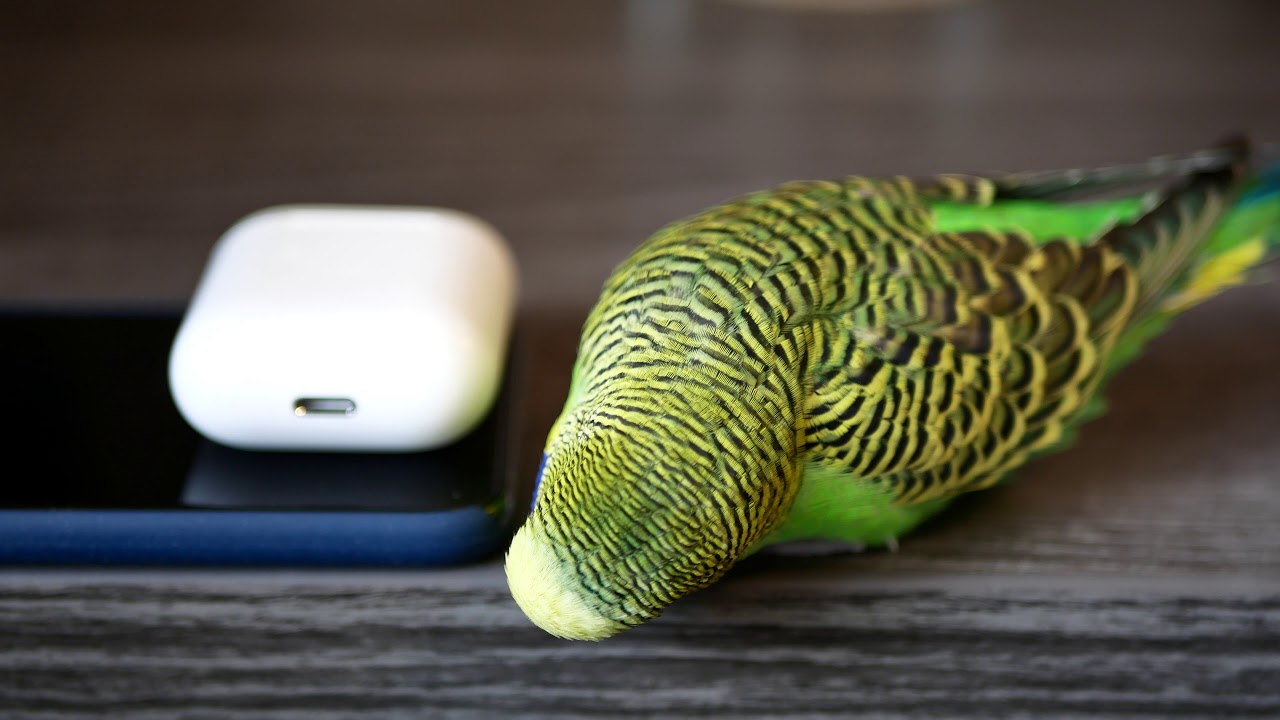 Kiwi and Pixel Play Birdphone