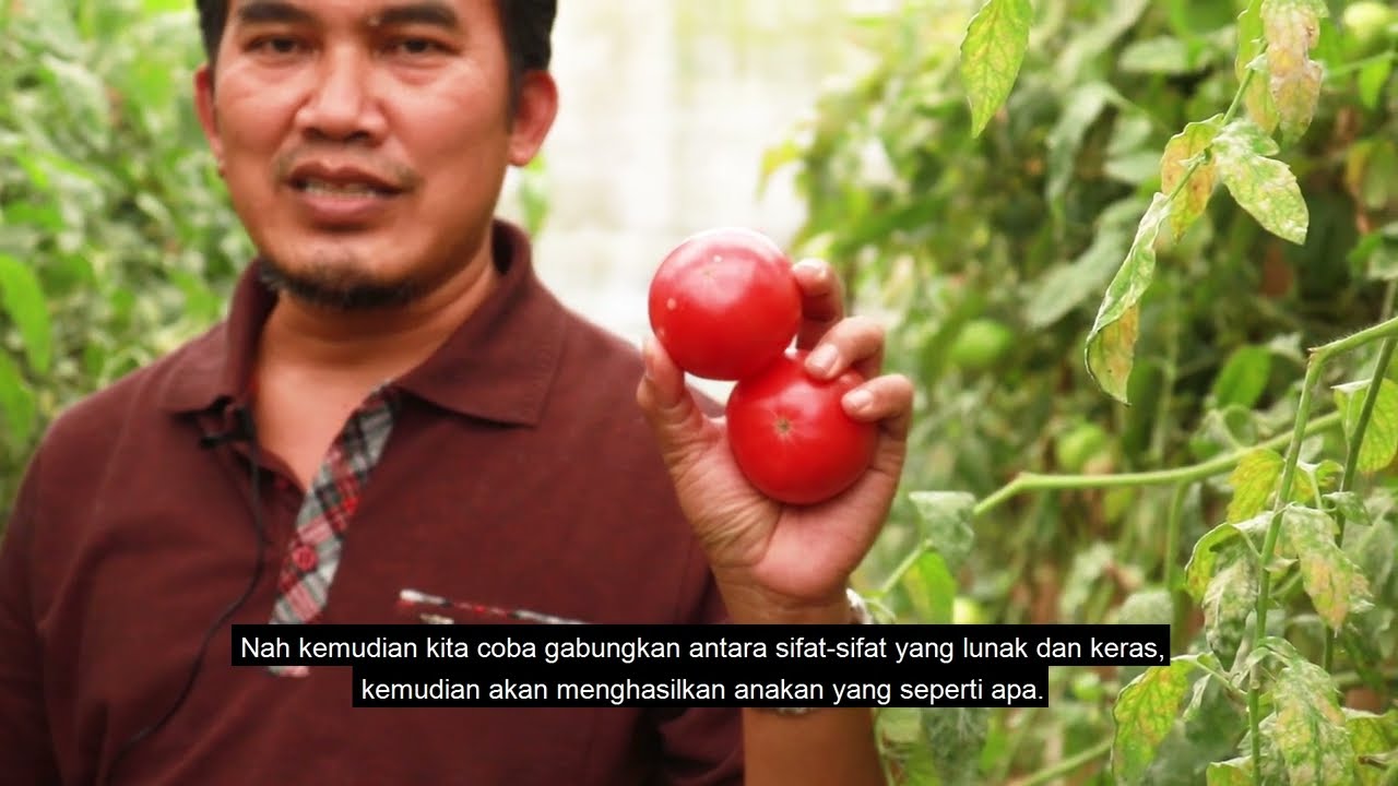 Final Video Prosedur Pembuatan Benih Tomat Hibrida
