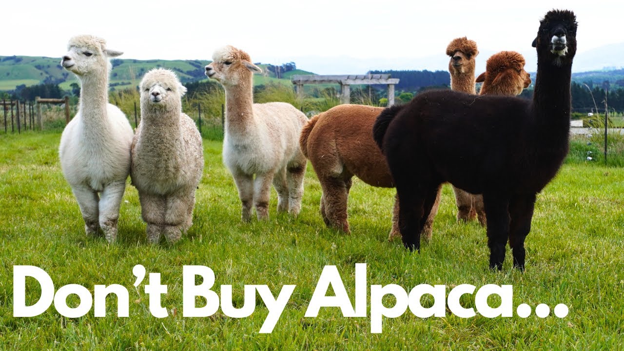 DON’T BUY ALPACA until you consider these points