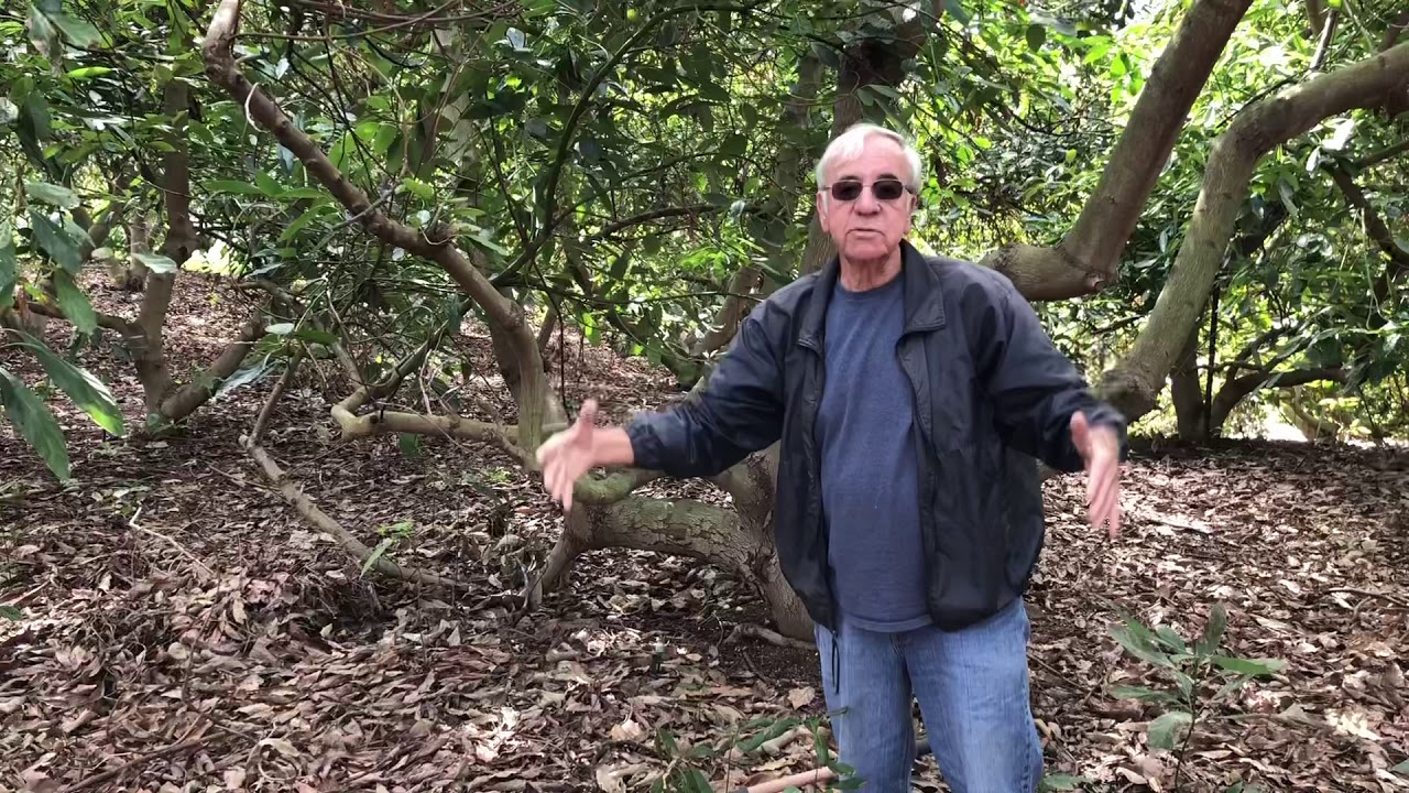 A Tour of a San Diego County Avocado Grove for Students