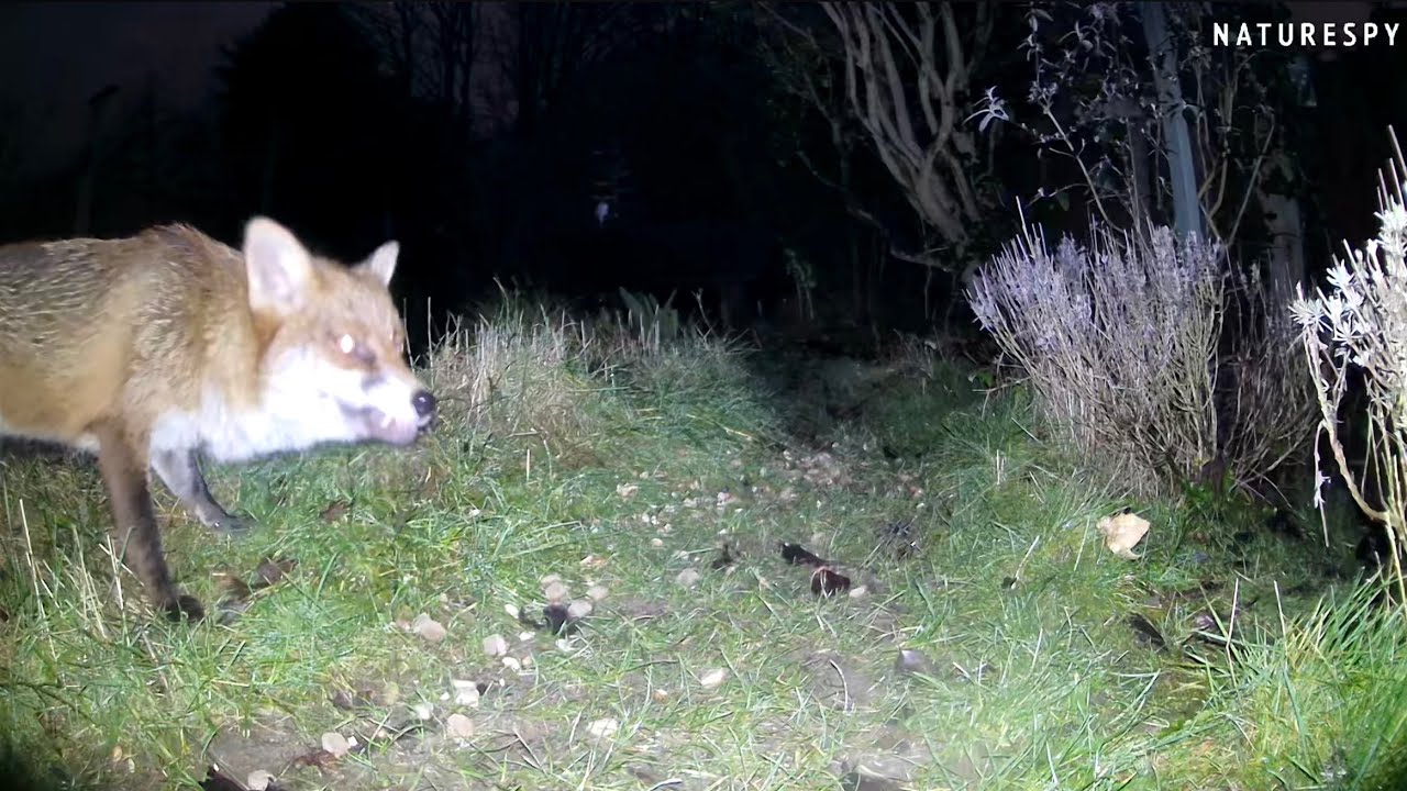 Oh Mr Fox ! What Big Teeth You’ve Got !