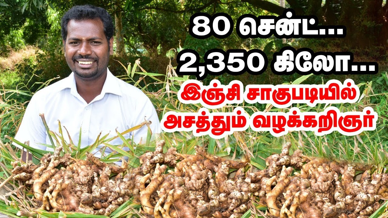 Ginger farming | 80 சென்ட்  2350 கிலோ இஞ்சி சாகுபடியில் அசத்தும் வழக்கறிஞர்