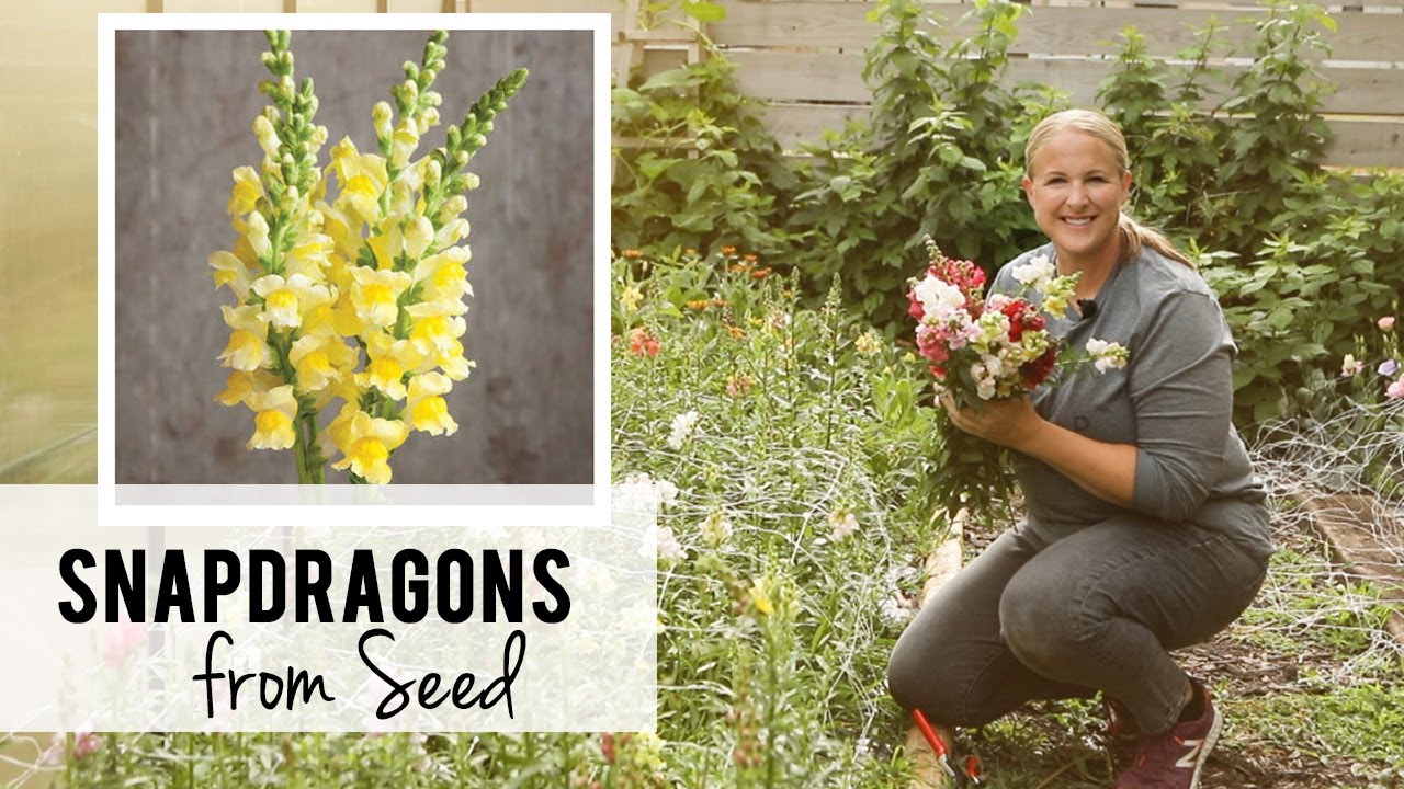Starting Snapdragon Seeds for my Hoophouse!  Flower Farming, Sunshine & Flora