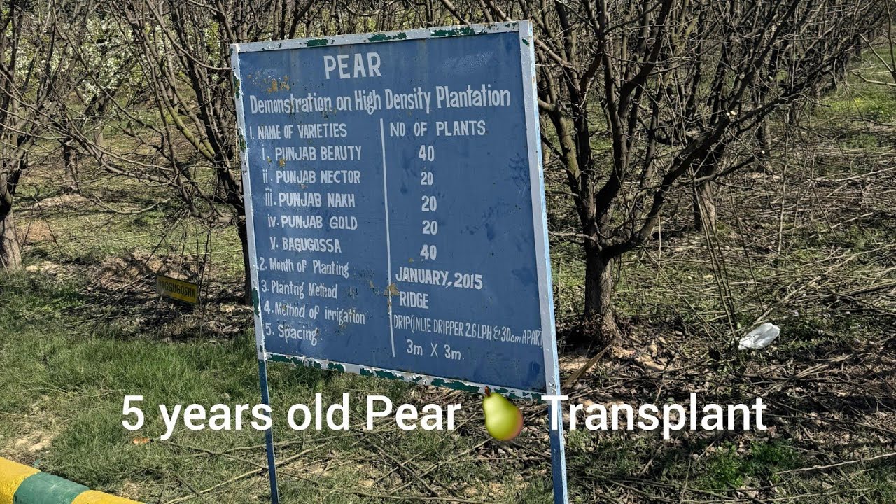 Pear 🍐 Transplant  (5 yrs Old ) Shesham Farm |January 2026| 