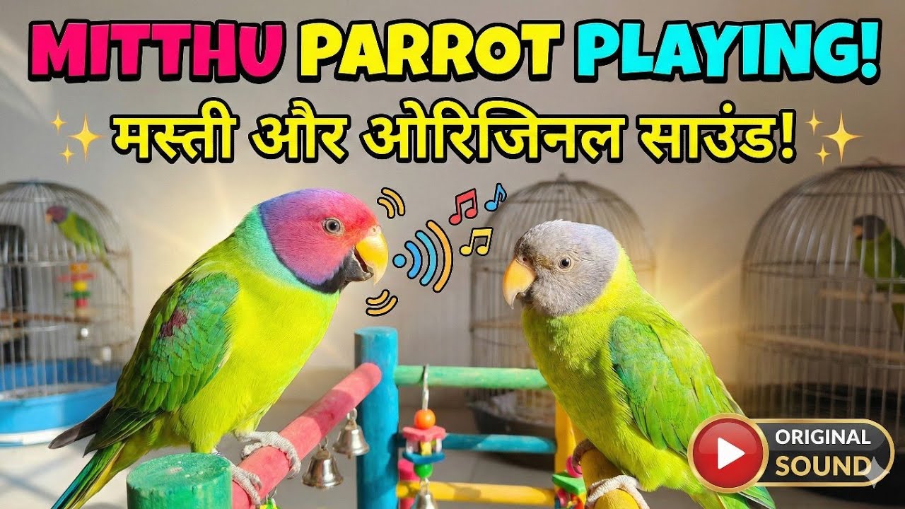 Mithu Parrot Playing with Original Sound 🦜 | Plum Headed Parakeet