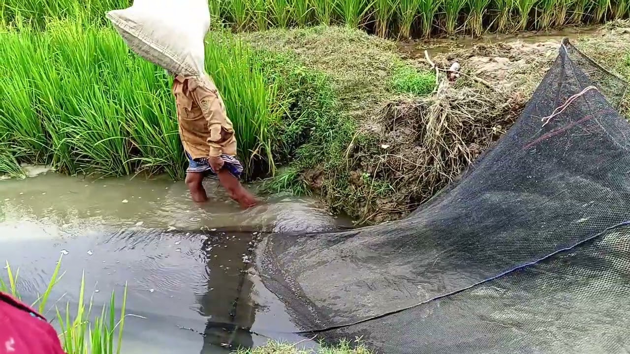 বৃষ্টি এলেই টান জমি থেকে  এইভাবে প্রচুর পরিমাণ মাছ নিচের দিকে নেমে আসে #food #funny  