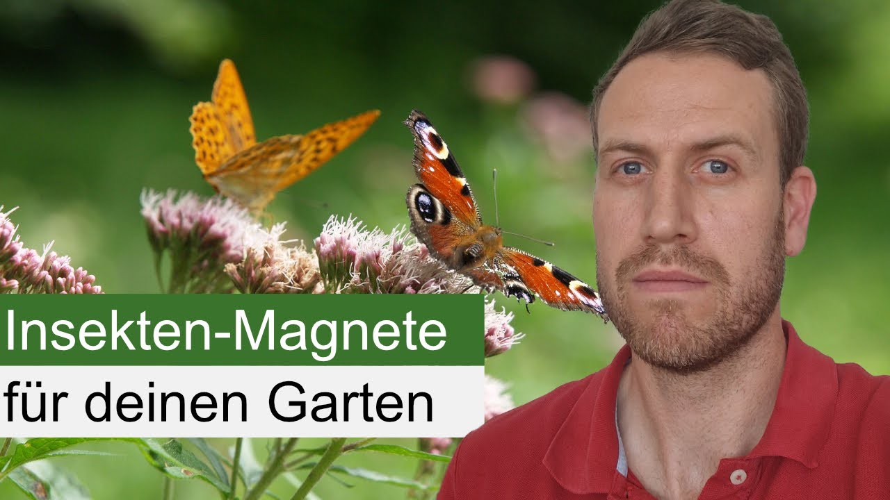 Meine Top 5 Insekten-Pflanzen für den Halbschatten!