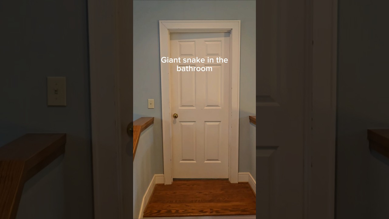 The biggest snake I've ever seen. Hiding in my bathroom. #reptiles #venomoussnakes #pets