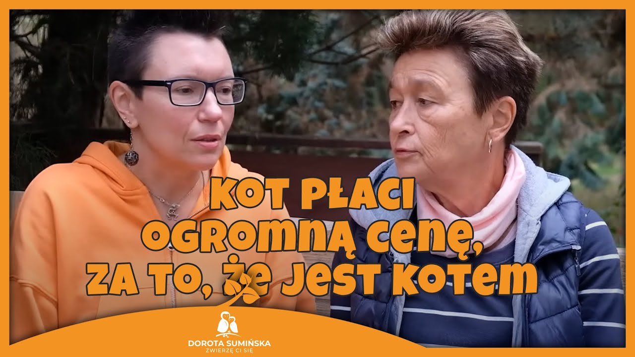 Kot płaci ogromną cenę...