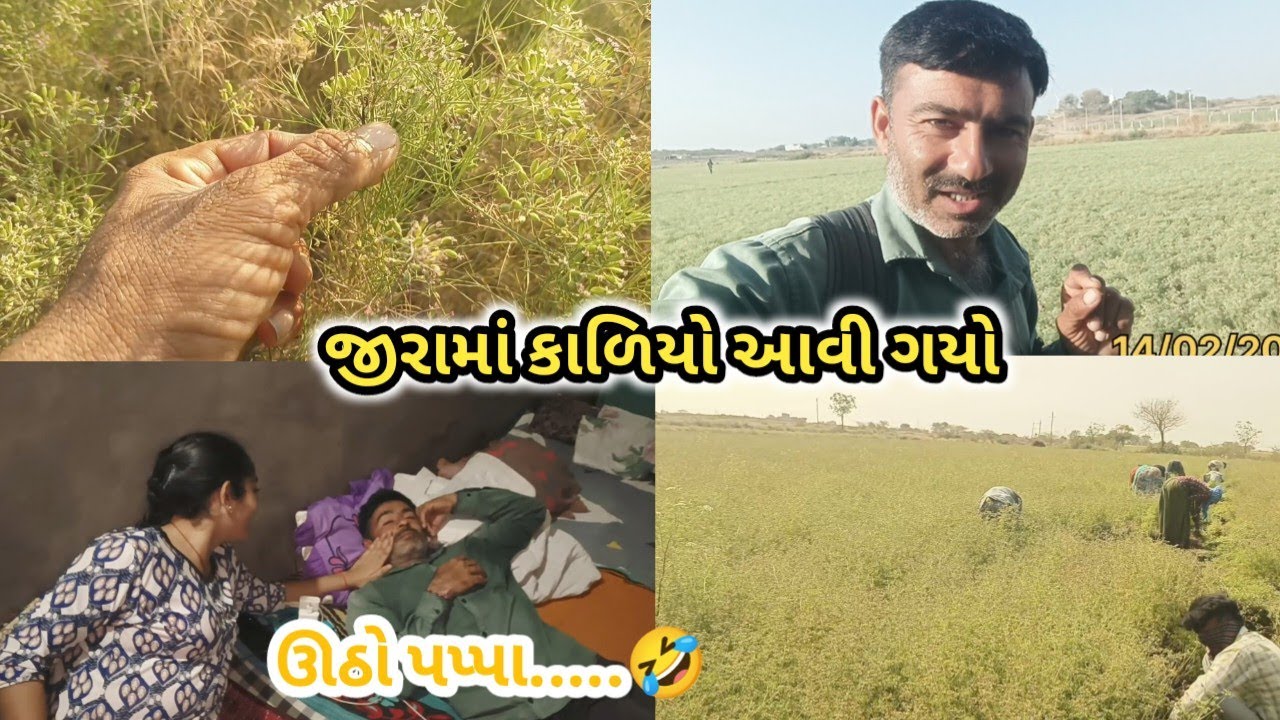ધાણા વાઢવા આજે માણસો આવી ગયા 🤗 | જીરામા કાળીયા ની અસર થઈ ગઈ 🥱😥 હવે શું થાય 🤔 પણ આપણે દવા છાંટી દઈએ